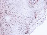 SMC3 Antibody in Immunohistochemistry (Paraffin) (IHC (P))