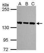 SMC3 Antibody in Western Blot (WB)