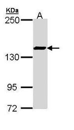 SMC3 Antibody in Western Blot (WB)