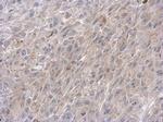 VPS33B Antibody in Immunohistochemistry (Paraffin) (IHC (P))