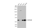 VPS33B Antibody in Western Blot (WB)