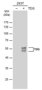 TDG Antibody in Western Blot (WB)