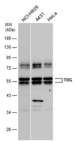 TDG Antibody in Western Blot (WB)