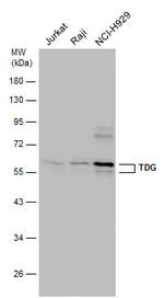 TDG Antibody in Western Blot (WB)