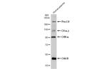 Complement C4b Antibody in Western Blot (WB)