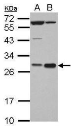 Hex Antibody in Western Blot (WB)