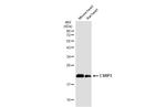 CSRP3 Antibody in Western Blot (WB)