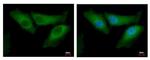 BID Antibody in Immunocytochemistry (ICC/IF)