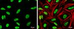 SP1 Antibody in Immunocytochemistry (ICC/IF)