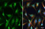 SP1 Antibody in Immunocytochemistry (ICC/IF)