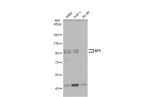 SP1 Antibody in Western Blot (WB)