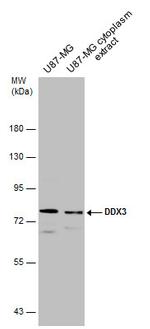 DDX3 Antibody in Western Blot (WB)