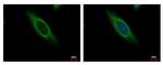 CAB39 Antibody in Immunocytochemistry (ICC/IF)