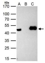 HAT1 Antibody in Immunoprecipitation (IP)