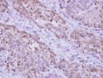 Catalase Antibody in Immunohistochemistry (Paraffin) (IHC (P))