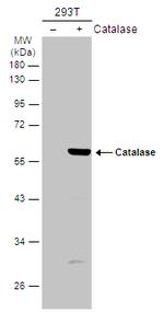 Catalase Antibody in Western Blot (WB)