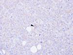 CARD9 Antibody in Immunohistochemistry (Paraffin) (IHC (P))