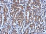 UBE4A Antibody in Immunohistochemistry (Paraffin) (IHC (P))