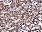 ATP5J Antibody in Immunohistochemistry (Paraffin) (IHC (P))