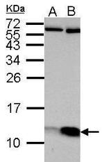 ATP5J Antibody in Western Blot (WB)