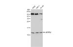 ATP5J Antibody in Western Blot (WB)