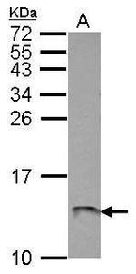 ATP5L Antibody in Western Blot (WB)