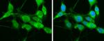 HSP701L Antibody in Immunocytochemistry (ICC/IF)