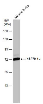 HSP701L Antibody in Western Blot (WB)