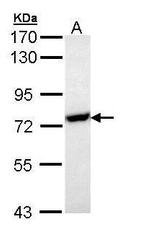 HSP701L Antibody in Western Blot (WB)