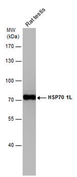 HSP701L Antibody in Western Blot (WB)