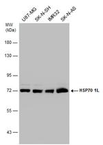 HSP701L Antibody in Western Blot (WB)