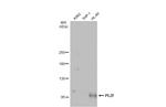 PLZF Antibody in Western Blot (WB)