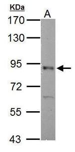 RSK2 Antibody in Western Blot (WB)