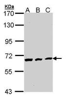 Cdc23 Antibody in Western Blot (WB)