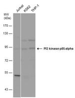 PI3K p85 alpha Antibody in Western Blot (WB)