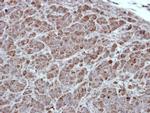 PKC alpha Antibody in Immunohistochemistry (Paraffin) (IHC (P))