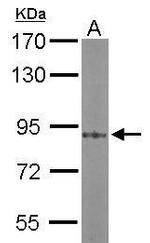 PKC alpha Antibody in Western Blot (WB)