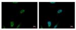 MCM3 Antibody in Immunocytochemistry (ICC/IF)