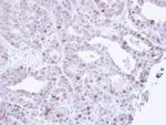 MCM3 Antibody in Immunohistochemistry (Paraffin) (IHC (P))