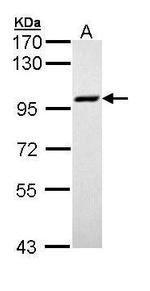 MCM3 Antibody in Western Blot (WB)