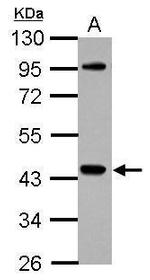 NCK1 Antibody in Western Blot (WB)