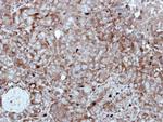 HIPPI Antibody in Immunohistochemistry (Paraffin) (IHC (P))