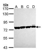 HSC70 Antibody in Western Blot (WB)