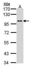 JIP2 Antibody in Western Blot (WB)