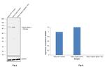 alpha Catenin Antibody in Western Blot (WB)