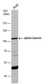 alpha Catenin Antibody in Western Blot (WB)