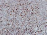 GSK3B Antibody in Immunohistochemistry (Paraffin) (IHC (P))