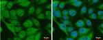 CIAPIN1 Antibody in Immunocytochemistry (ICC/IF)