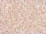 CIAPIN1 Antibody in Immunohistochemistry (Paraffin) (IHC (P))