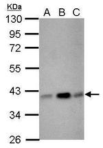 CIAPIN1 Antibody in Western Blot (WB)